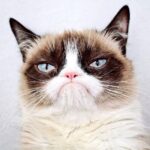 Kit Cat - házi borzas